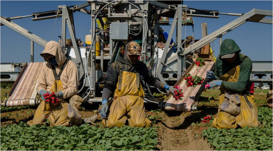 249-agricultura #CSICyberside
